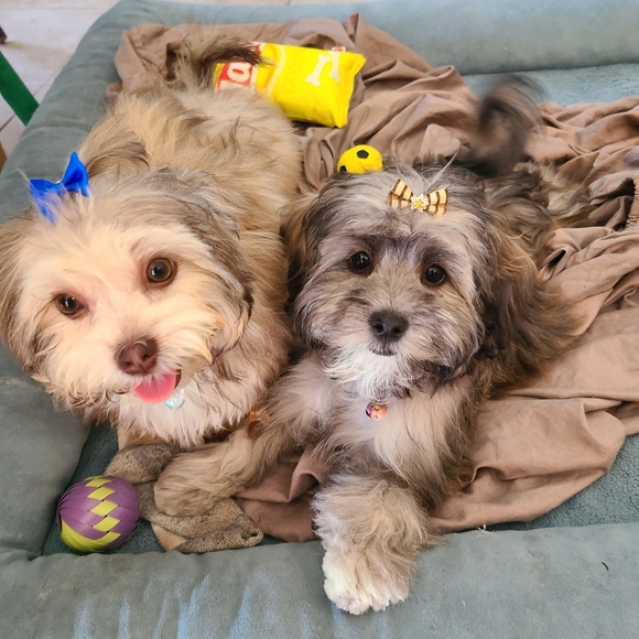 Puppies - Picture 1 of 1